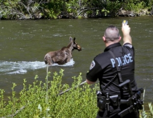 Moose released