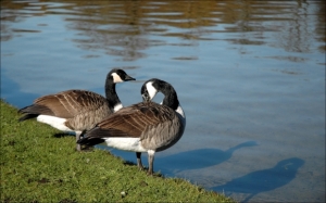 GEESE